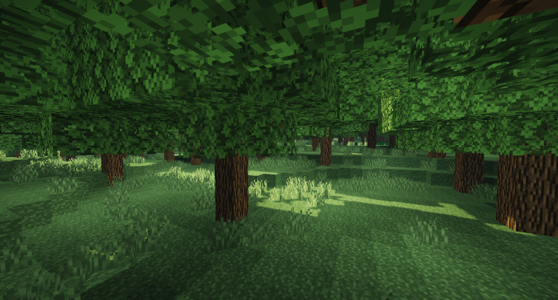Evergreen Forest